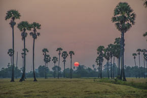 日出和清晨在泰国糖棕榈树和稻田的日出景观