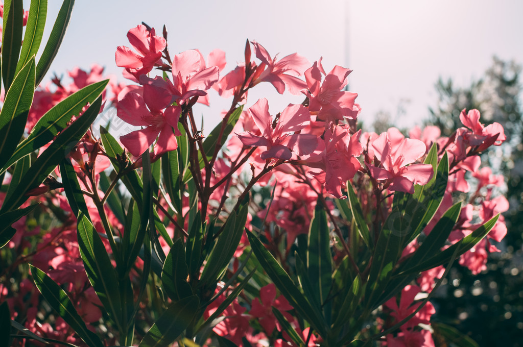 自然界中的一組紅花夏天荷蘭土耳其和匈牙利的國花1年前發佈