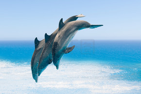 组的跳跃的海豚，蓝色的大海背景