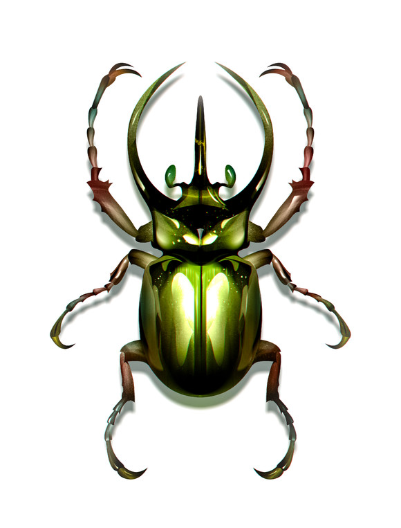 圣甲虫外形图片