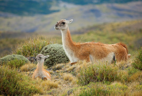 原驼家庭在托雷斯雷德裴恩国家公园、 智利、 南非