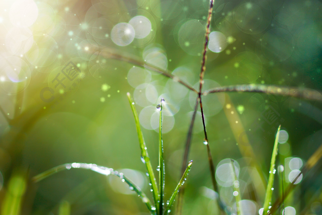 清新的早晨露水在春天草地上自然的绿色光线背景