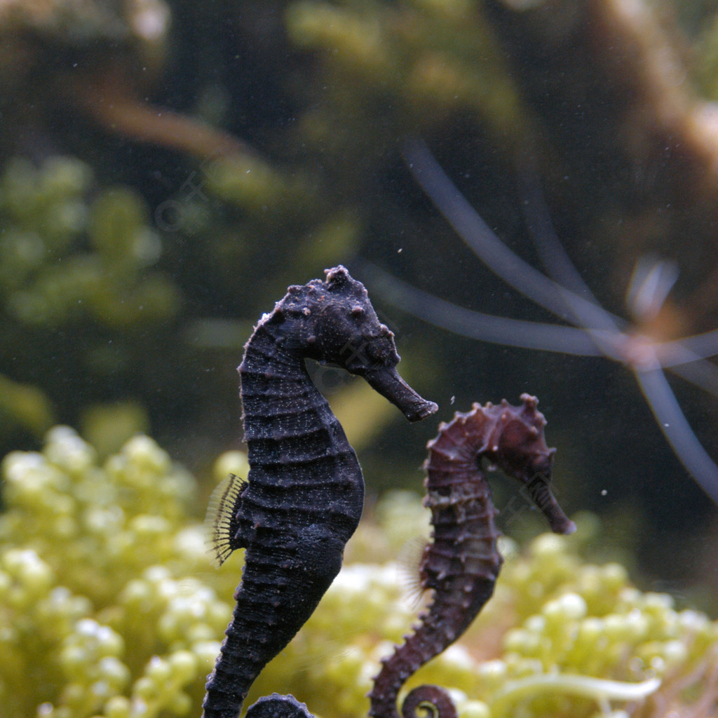 在水族馆的海马动物植物免费下载_jpg格式_1971像素_编号36416356-千