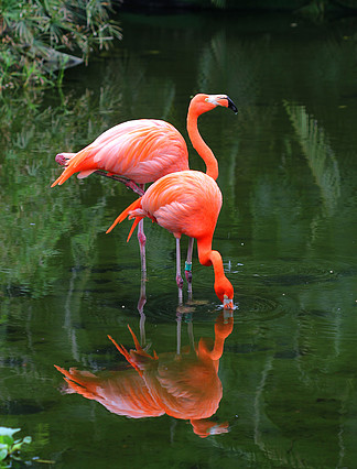 两个粉红色的火烈鸟正在搜索饲料在水中