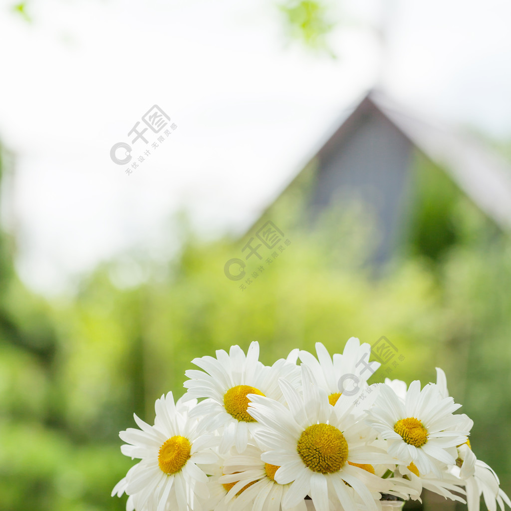 雛菊洋甘菊花