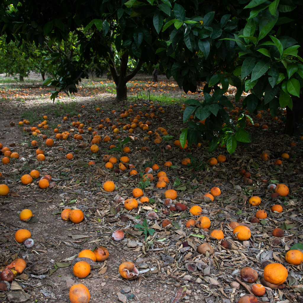 落在橙树下面的地上的橘子因暴雨而失败的农作物
