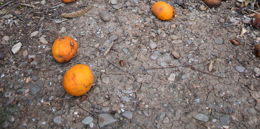 落在橙树下面的地上的橘子因暴雨而失败的农作物