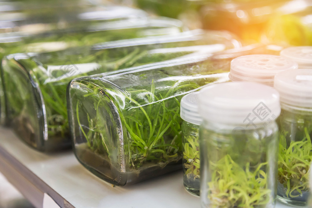 關閉蘭花植物組織培養植物學苗圃在實驗室貨架上生長