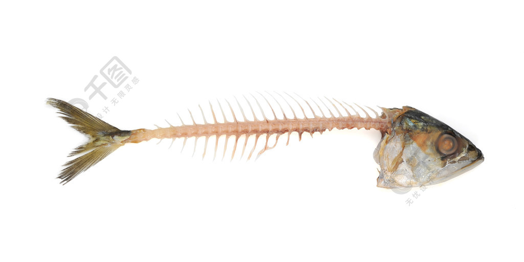 软骨鱼骨骼图片