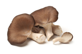 在白色背景上的牡蛎蘑菇