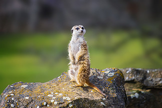 ĶMeerkat Suricata suricattaФɹŶƵСʳ⶯ҰƬ̵ģǻҵ.