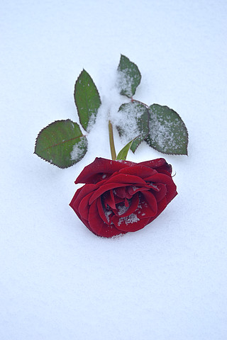 雪地上的红玫瑰的场景大自然野生花卉户外花开盛开花瓣白天风景玫瑰