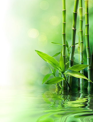 种在水里的竹子图片