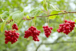 红五味子。集群成熟的五味子。作物的有用植物。红五味子挂在绿树枝上。五味子植物