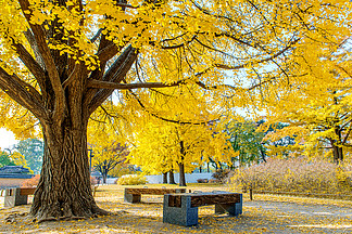 秋天在<i>韩</i>国景福宫.