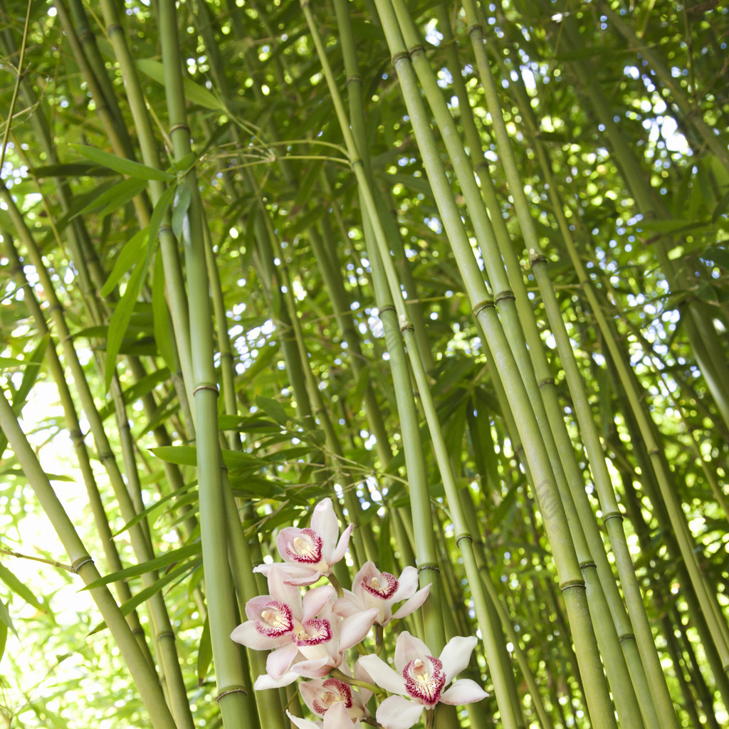 竹莖和蘭花