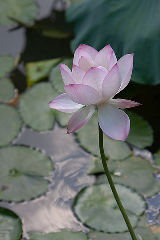 【陽光荷花蓮花】圖片免費下載_陽光荷花蓮花素材_陽光荷花蓮花模板