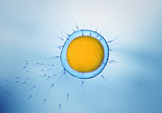 精子游向卵子细胞
