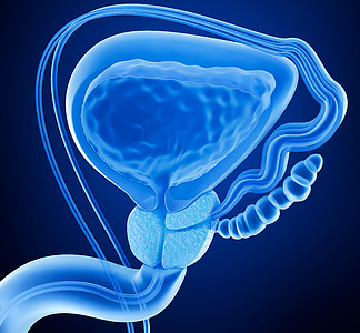 前列腺癌和男性生殖系统，x 射线视图 3d 渲染