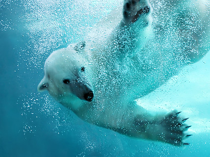 海報世界海洋日手繪北極熊3d卡通可愛小動物北極熊保護野生動物公益