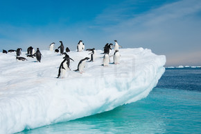 阿德利企鹅从冰山跳