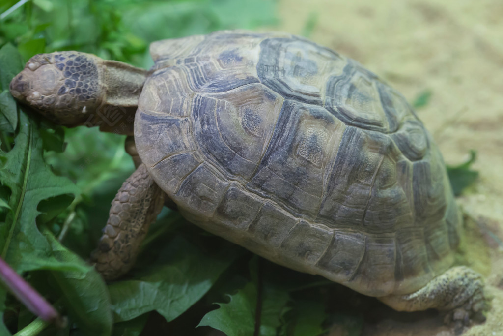 俄羅斯龜 (agrionemys horsfieldii)動物植物免費下載_jpg格式_5256