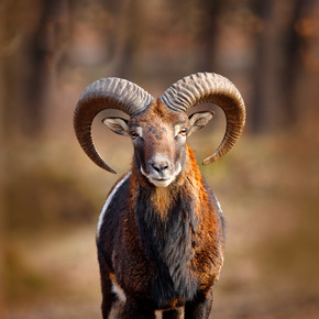 穆夫隆，奥维斯东方，大角哺乳动物的肖像，布拉格，捷克共和国。野生动物场景形成自然。森林中的动物行为。穆夫隆与大角在头上，在森林里.