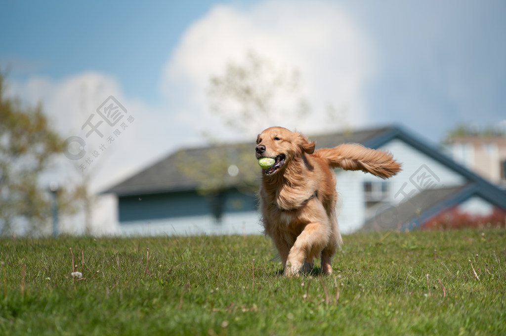 金毛獵犬跑與網球球