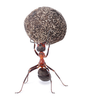 蚂蚁顶石头图片寓意图片