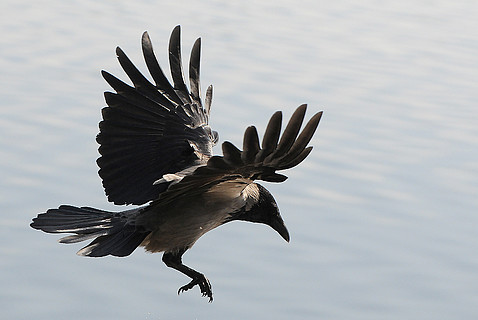 卡通乌鸦飞上孤立的白色背景黑鸟只乌鸦飞过中期空气显示详细信息在下