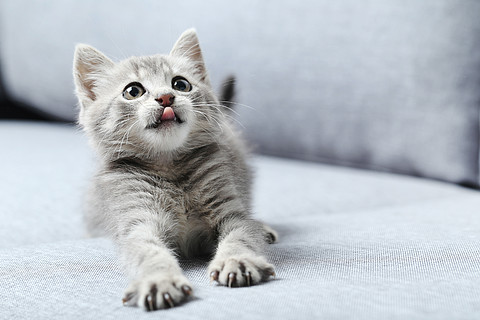 宣传海报猫咪领养宠物便利服务宣传海报可爱的虎斑母猫和她的白色小猫