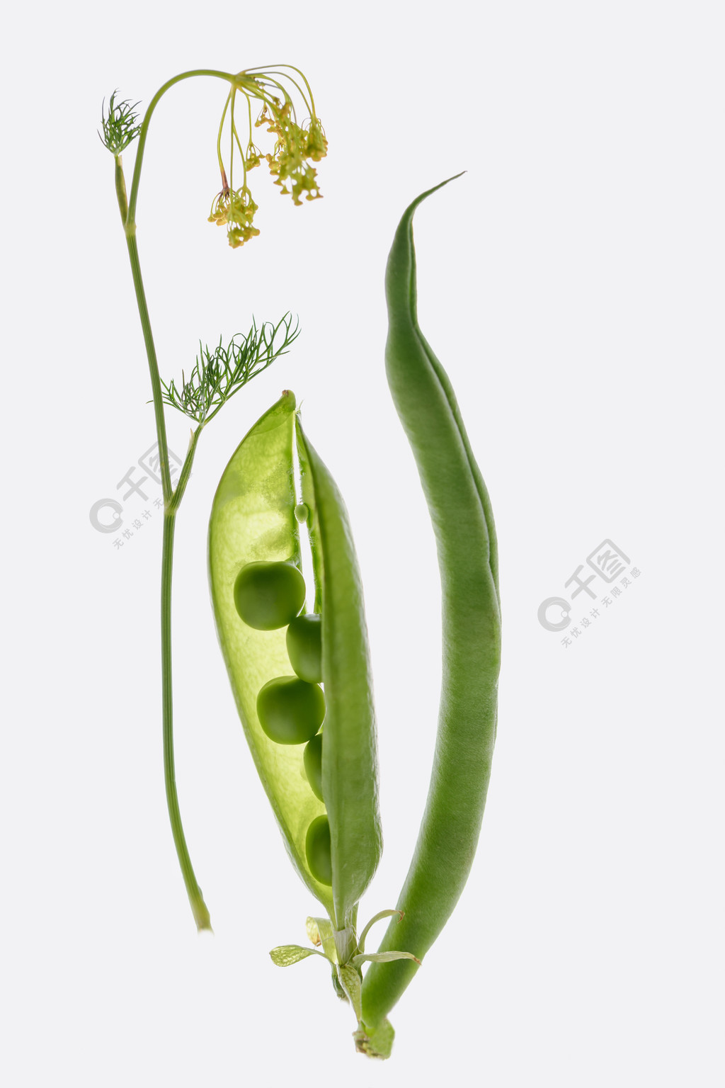 豌豆荚结构图片
