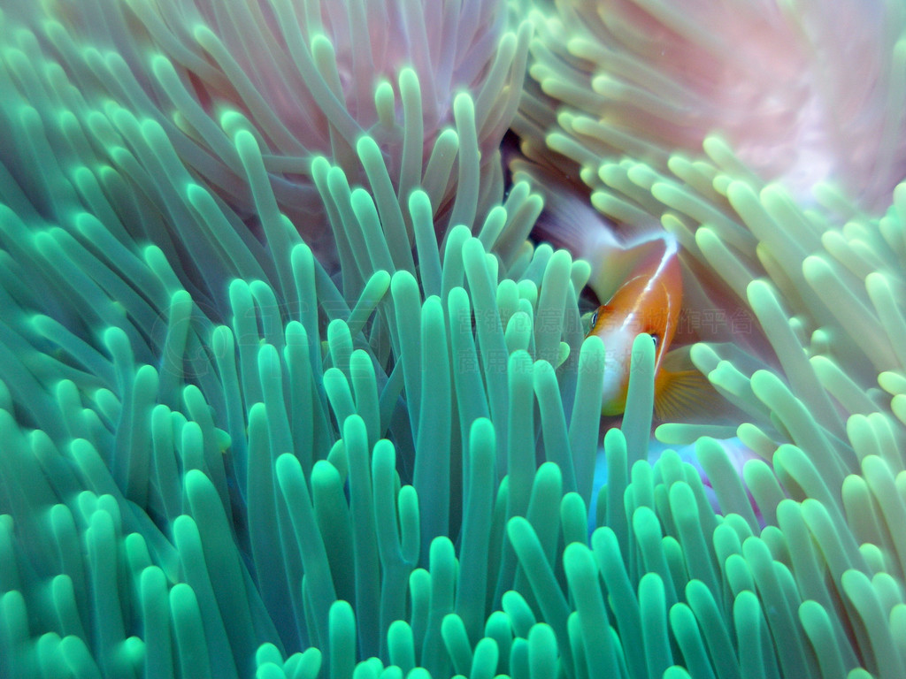 ۺɫ anemonefish