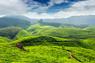 印度茶叶种植园