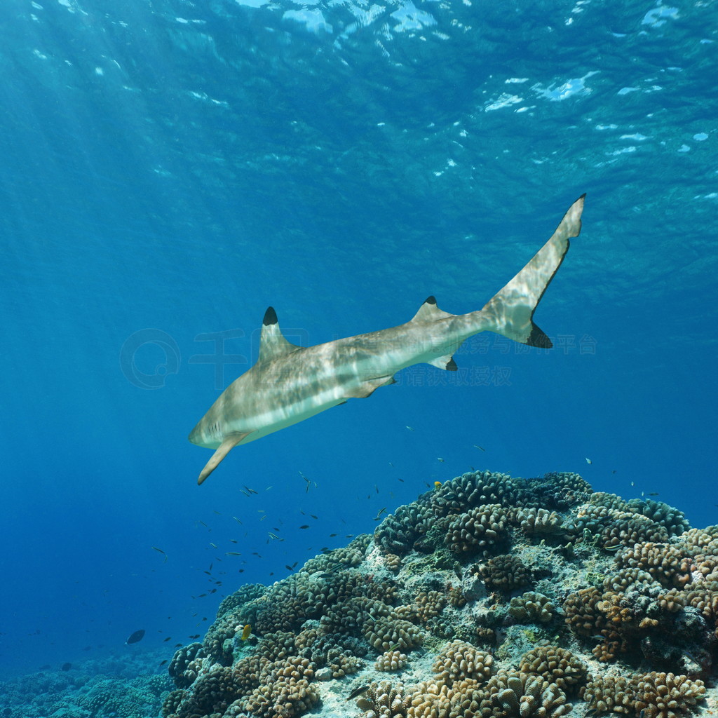 Coral reef with a shark underwater Pacific ocean