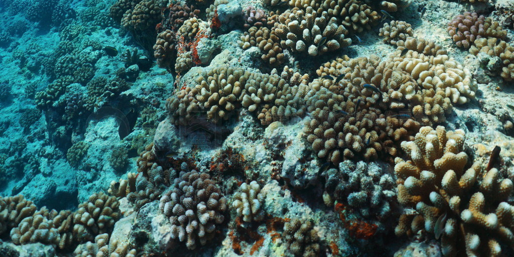 Coral reef with a shark underwater Pacific ocean