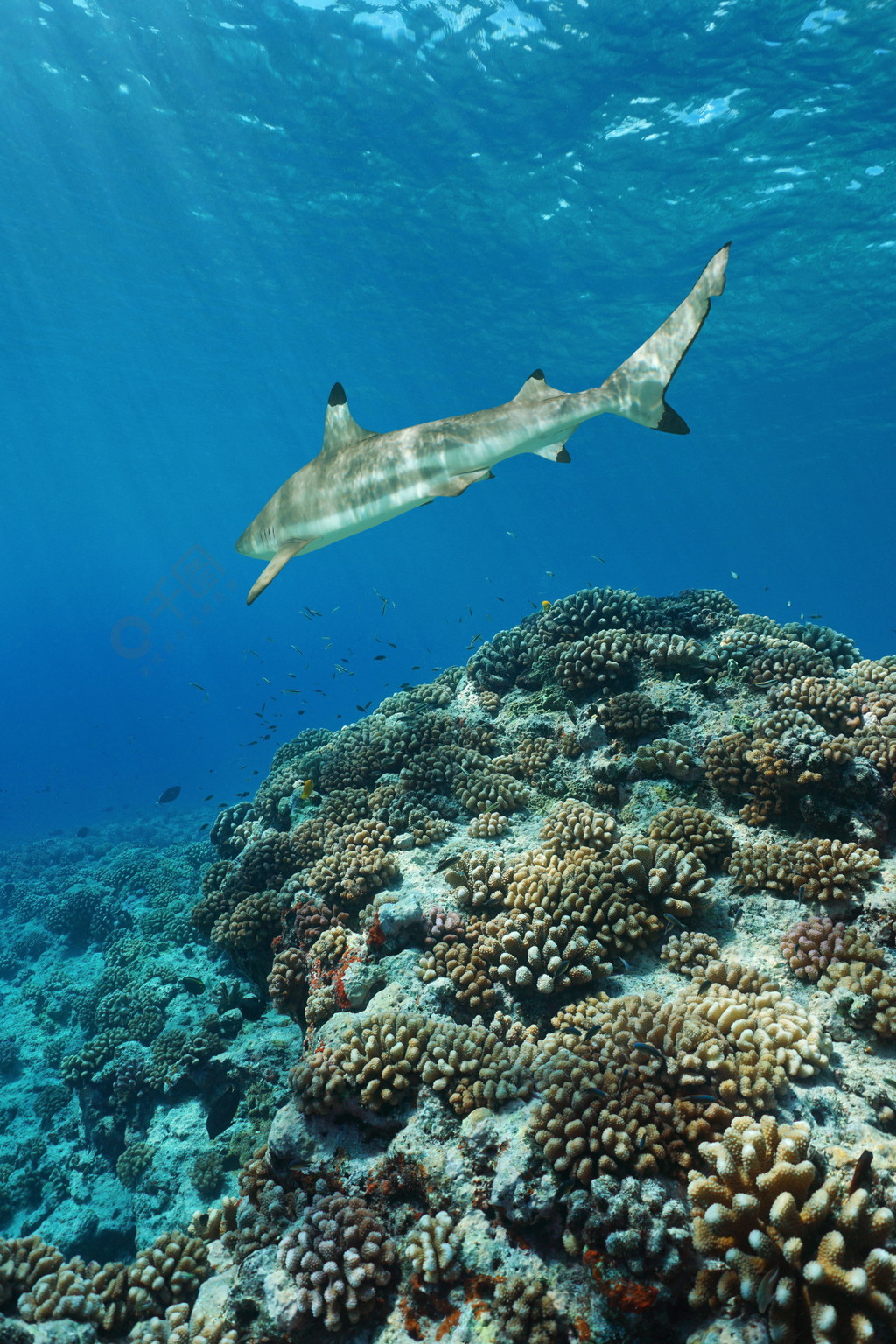 coral reef with a shark underwater pacific ocean