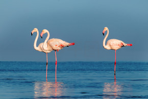 野生非洲鸟。 在阳光灿烂的日子里，成群的粉红非洲火烈鸟在蓝色的泻湖上漫步