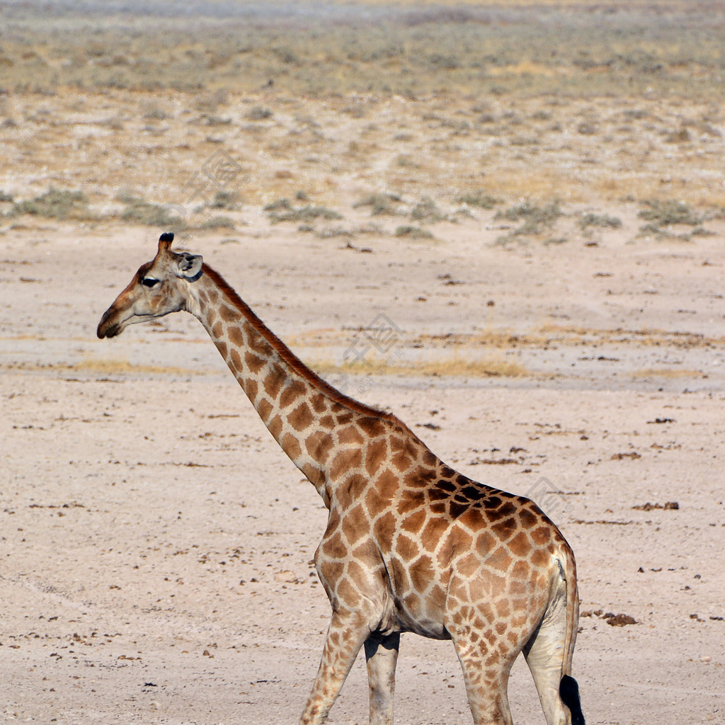 长颈鹿(giraffa camelopardalis)是一种非洲偶蹄的低喉哺乳动物