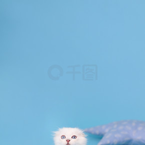 苏格兰品种的白色折叠式小猫坐着向上看，摄影棚的摄影背景是蓝色的.