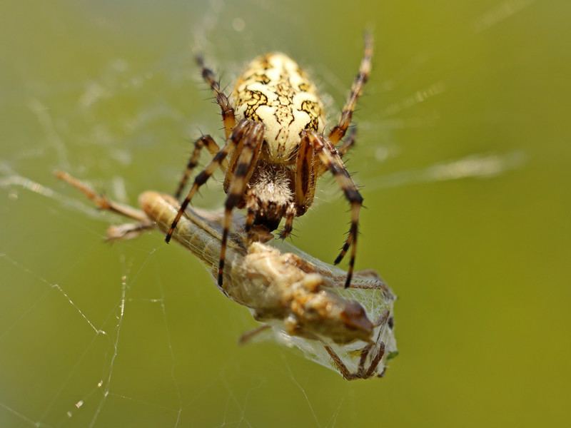 蜘蛛吃被网缠住的猎物蝗虫缠在捕食性昆虫的网络中寻找食物
