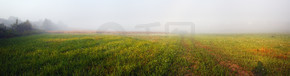 早上有多雾的草地。田野和雾。全景拍摄.