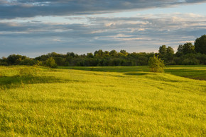 日落时分的绿色田野.