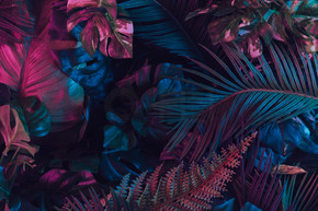 由热带树叶制成的创意荧光色彩布局。自然概念