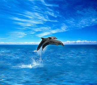 【海豚自由】图片免费下载