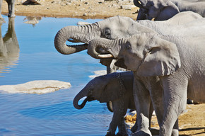 群在水坑饮水的大象