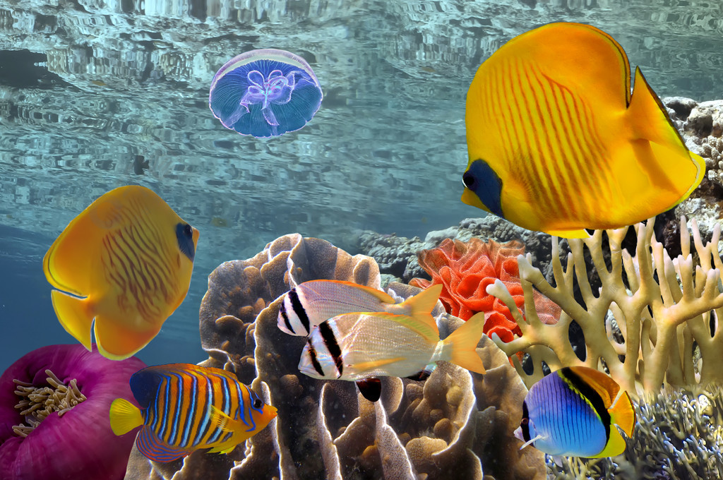 珊瑚与 tropica 精彩, 美丽的海底世界