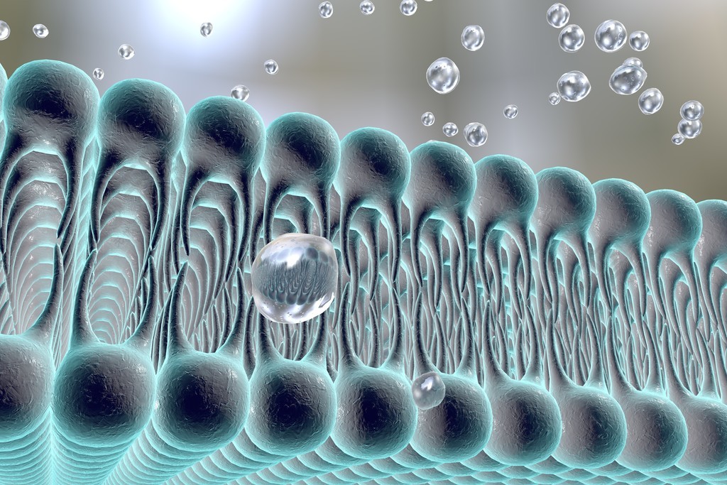 细胞膜的样子图片