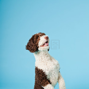 孤立在浅蓝色背景上的白色棕色西班牙 waterdog。perro de agua 村.