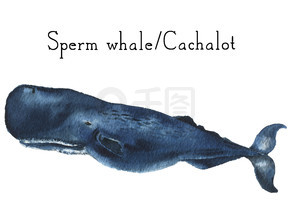 卡查洛特。抹香鲸插图孤立在白色背景上。用于设计、打印或背景